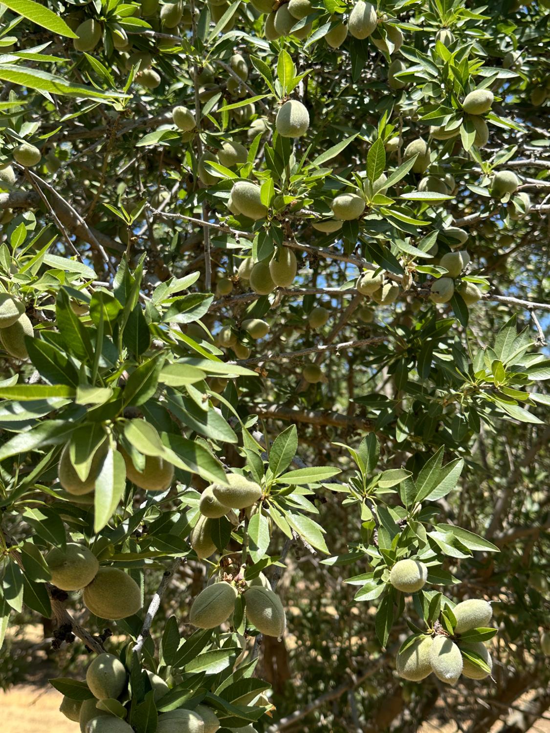 29710 Avenue 15 1/2, Madera, CA 29710