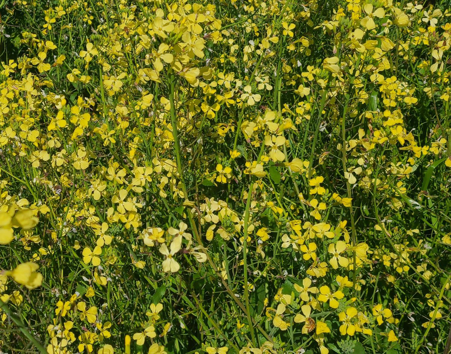 4 Zorro Rd, La Grange, CA 95329