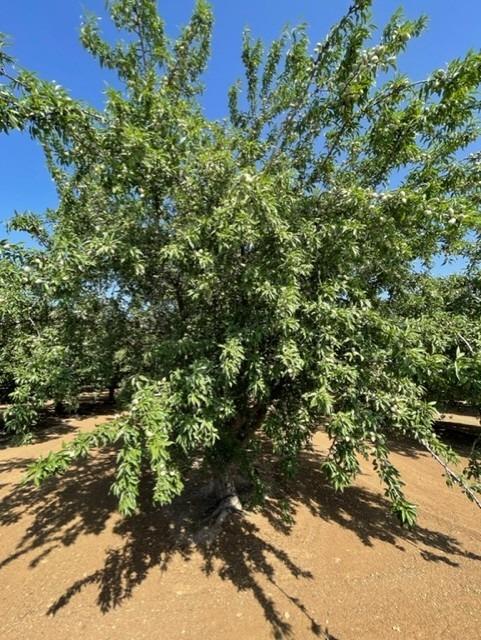 100 ac Draper Rd, Newman, CA 95360