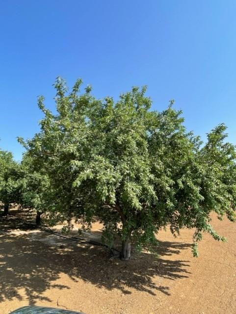 100 ac Draper Rd, Newman, CA 95360