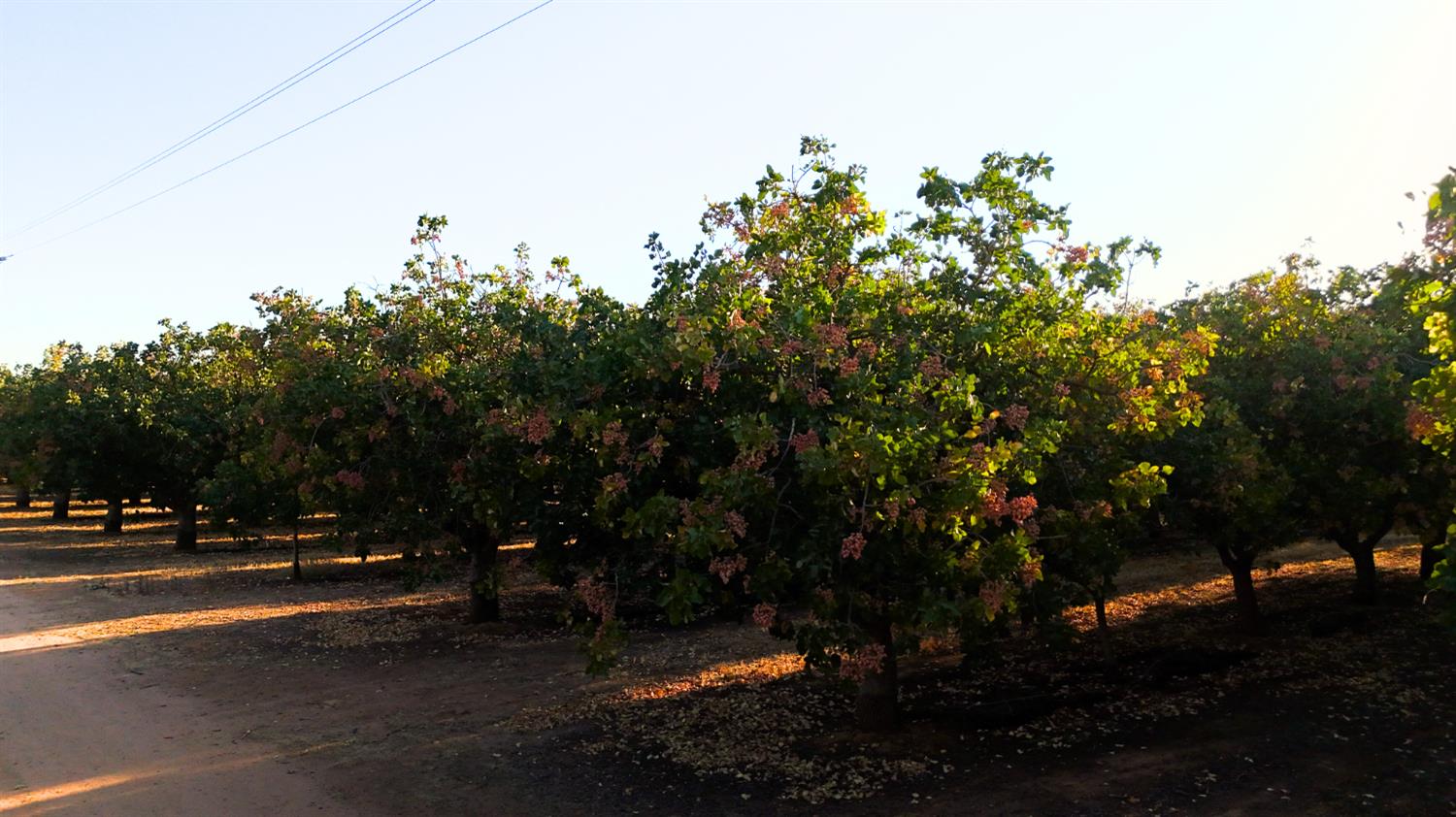 0 AVE21-ROAD 27, Madera Acres, CA 93638