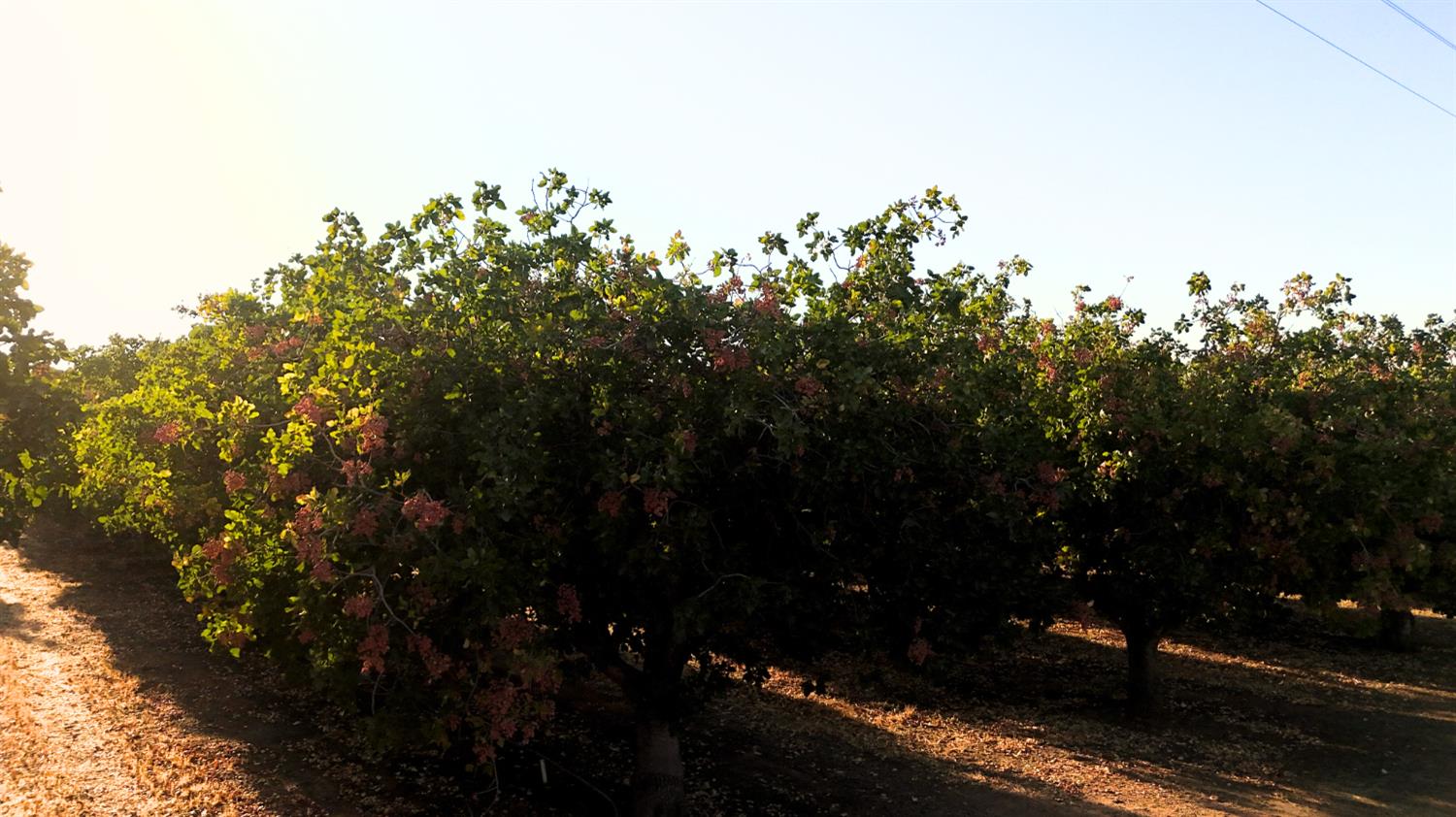 0 AVE21-ROAD 27, Madera Acres, CA 93638