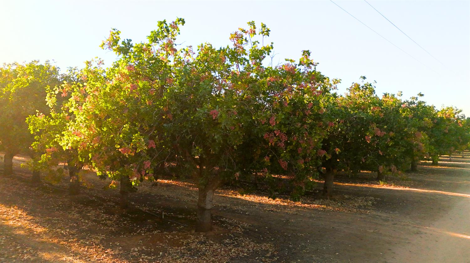 0 AVE21-ROAD 27, Madera Acres, CA 93638