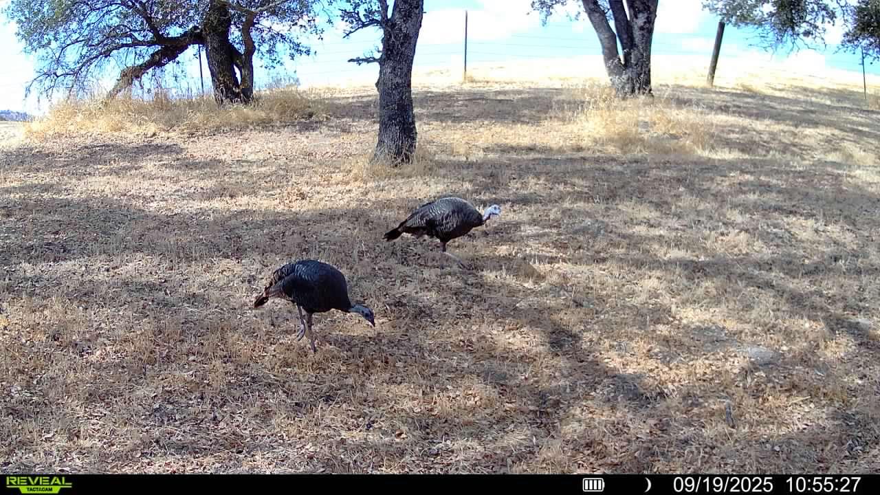 4068 Little John Rd, Copperopolis, CA 95228