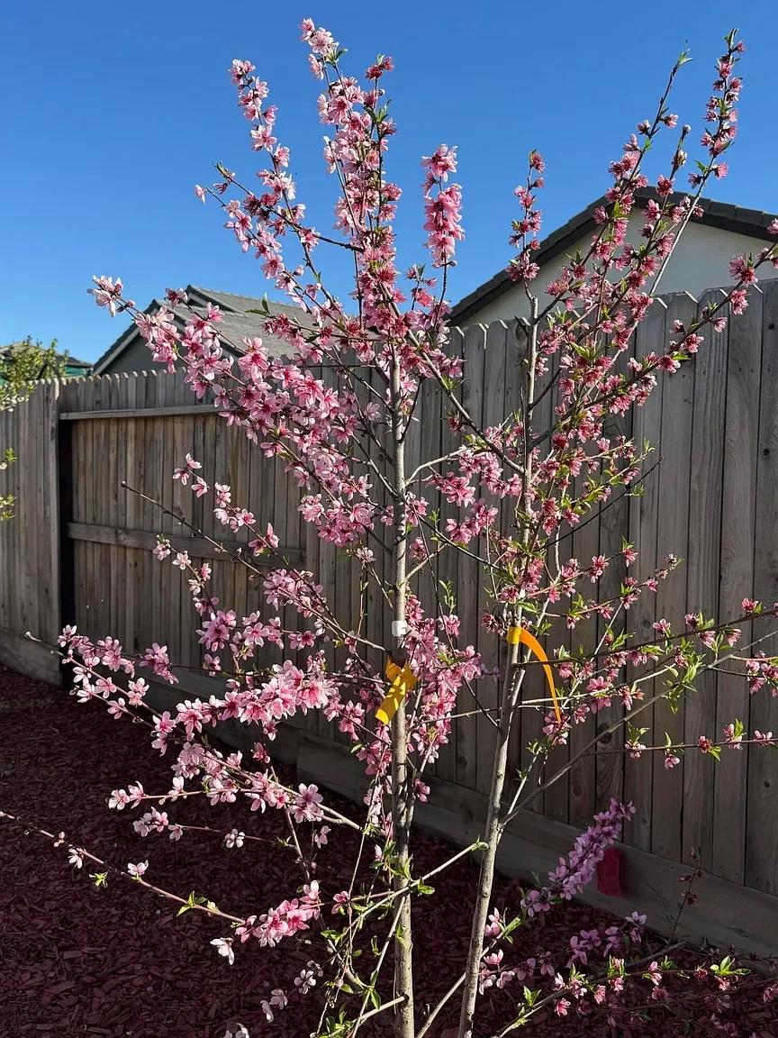 1405 W Tyler Ct, Visalia, CA 93291