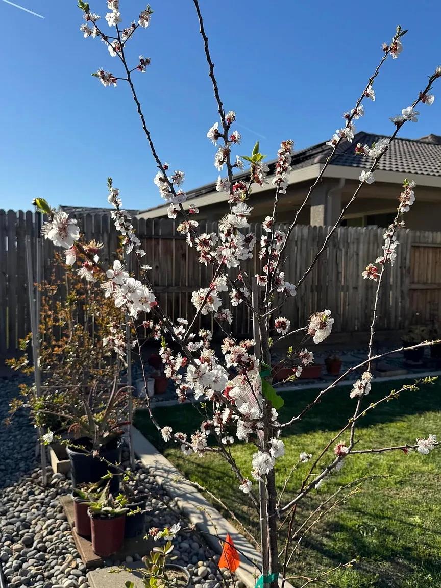 1405 W Tyler Ct, Visalia, CA 93291