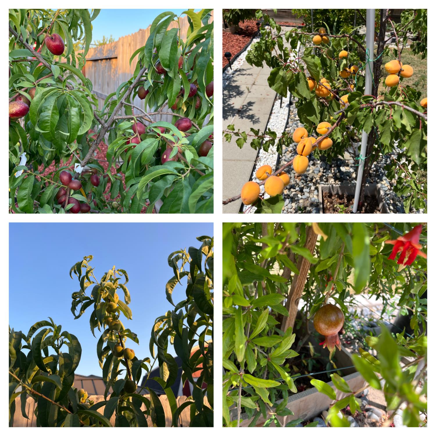 1405 W Tyler Ct, Visalia, CA 93291