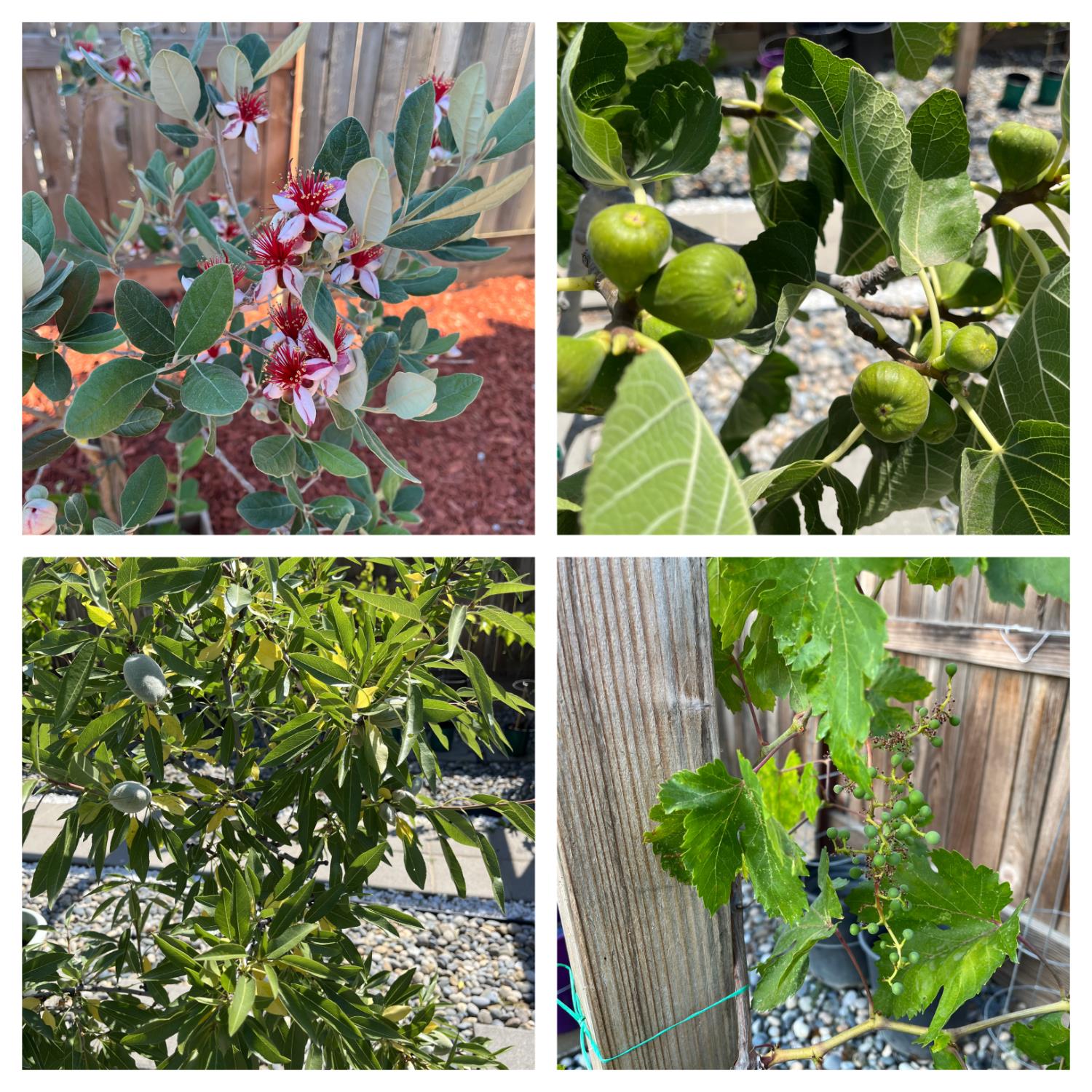 1405 W Tyler Ct, Visalia, CA 93291