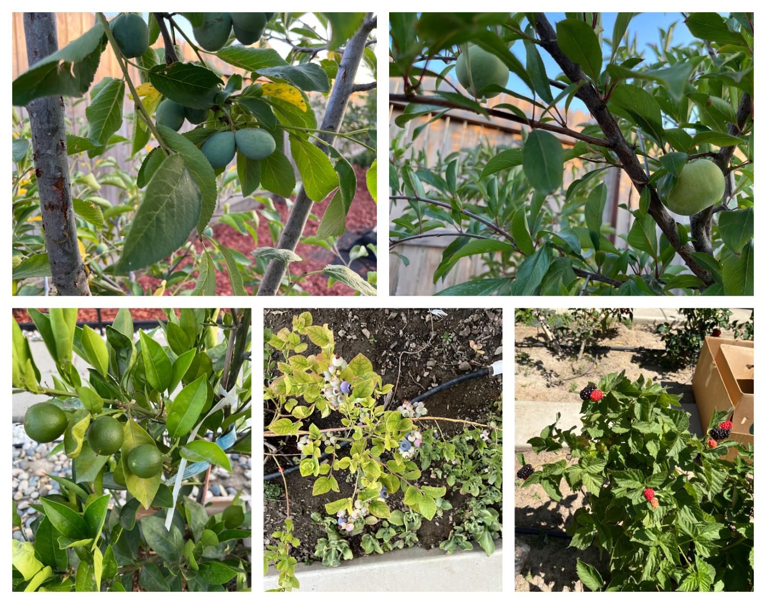 1405 W Tyler Ct, Visalia, CA 93291