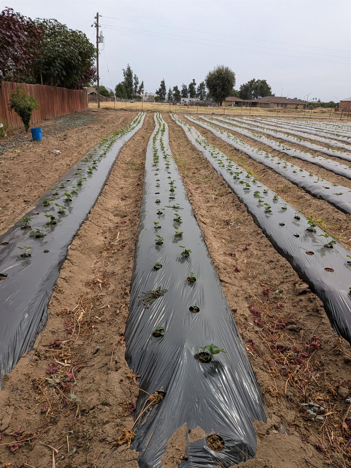 284 S Temperance Ave, Fresno, CA 93727