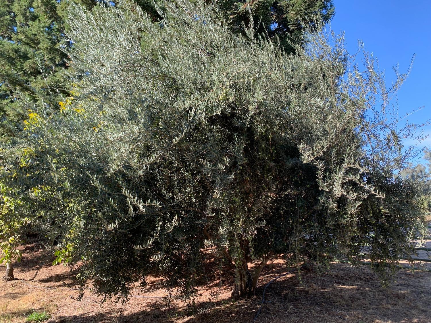 700 Wellsford Rd, Modesto, CA 95357