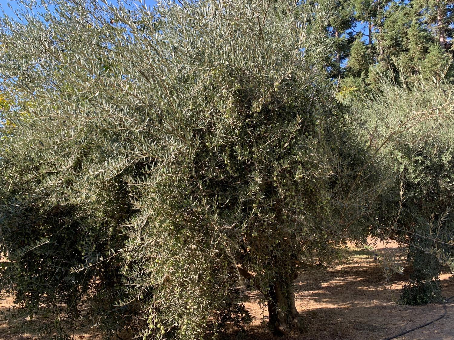 700 Wellsford Rd, Modesto, CA 95357