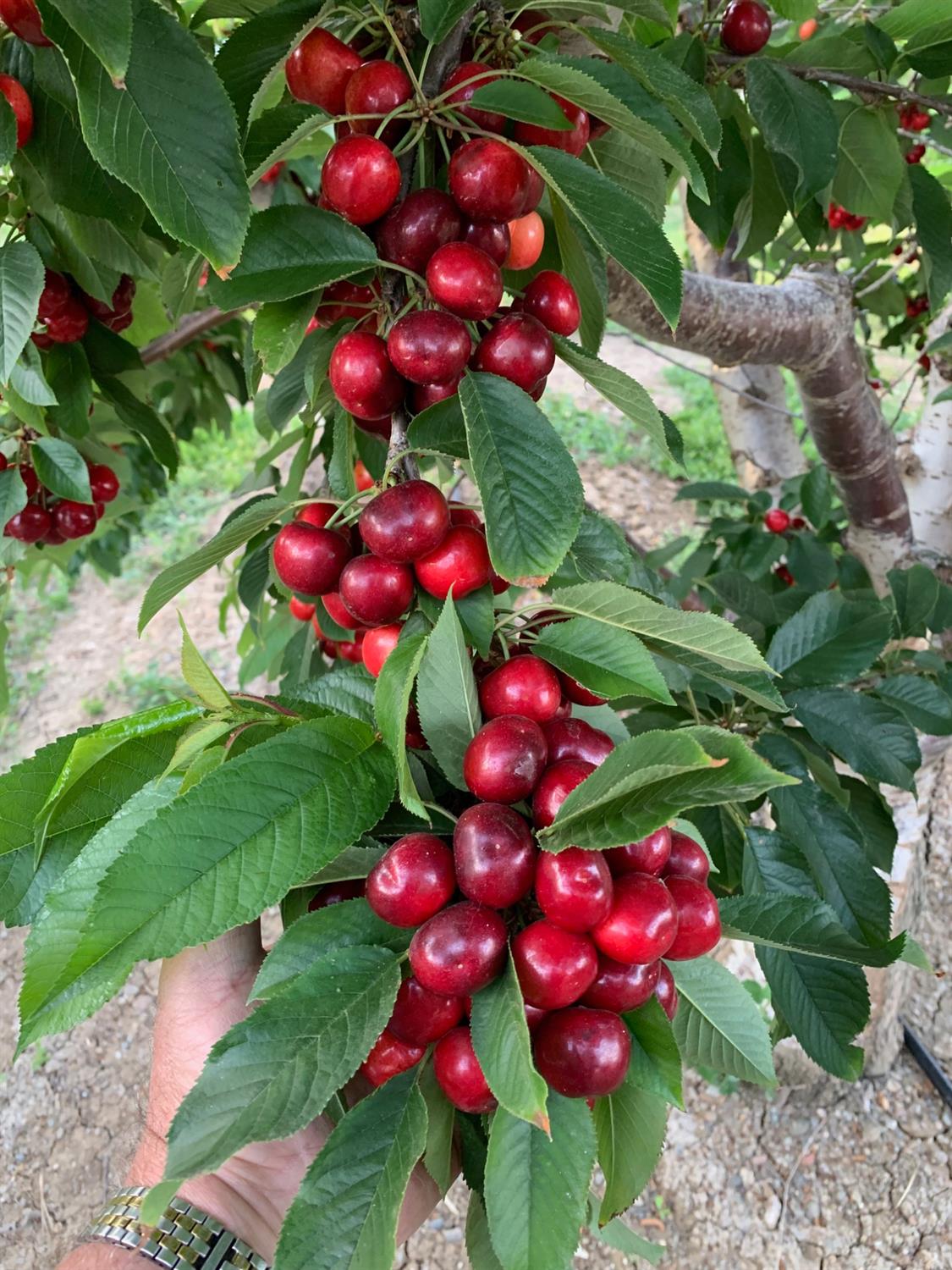 1099 Lemon Ave, Patterson, CA 95363