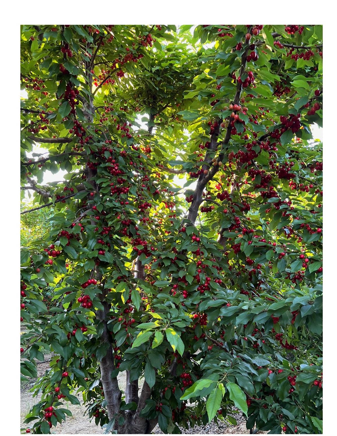 1099 Lemon Ave, Patterson, CA 95363