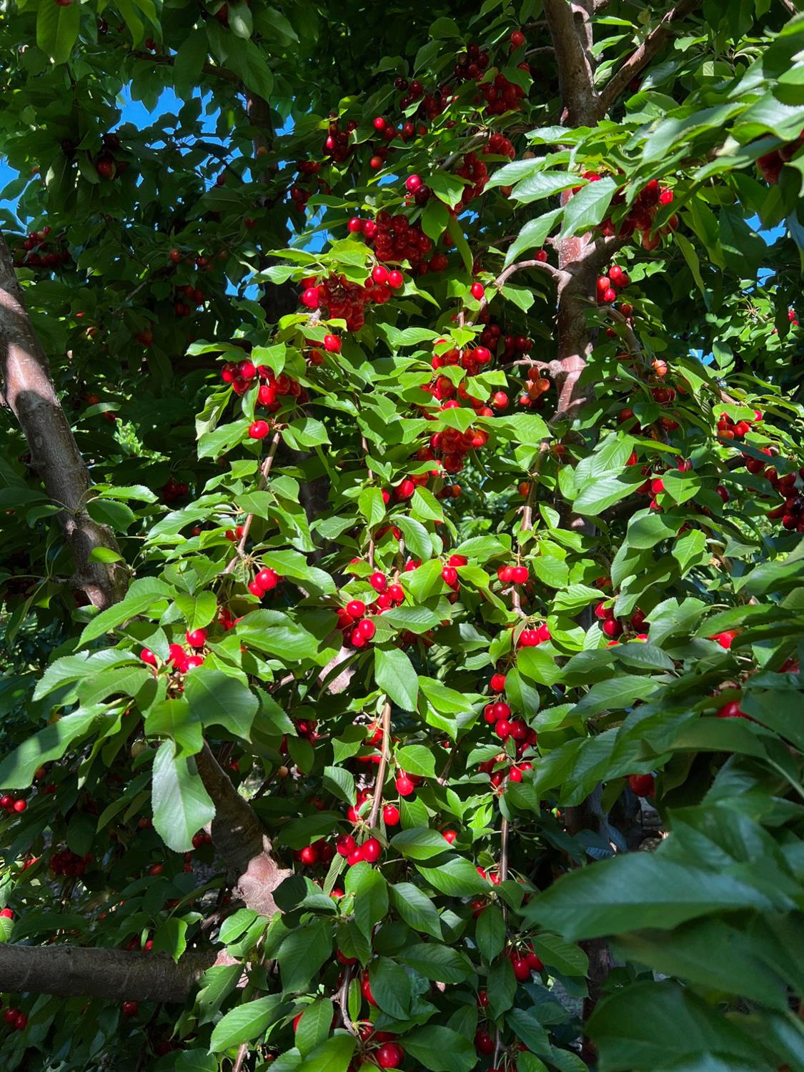 1099 Lemon Ave, Patterson, CA 95363