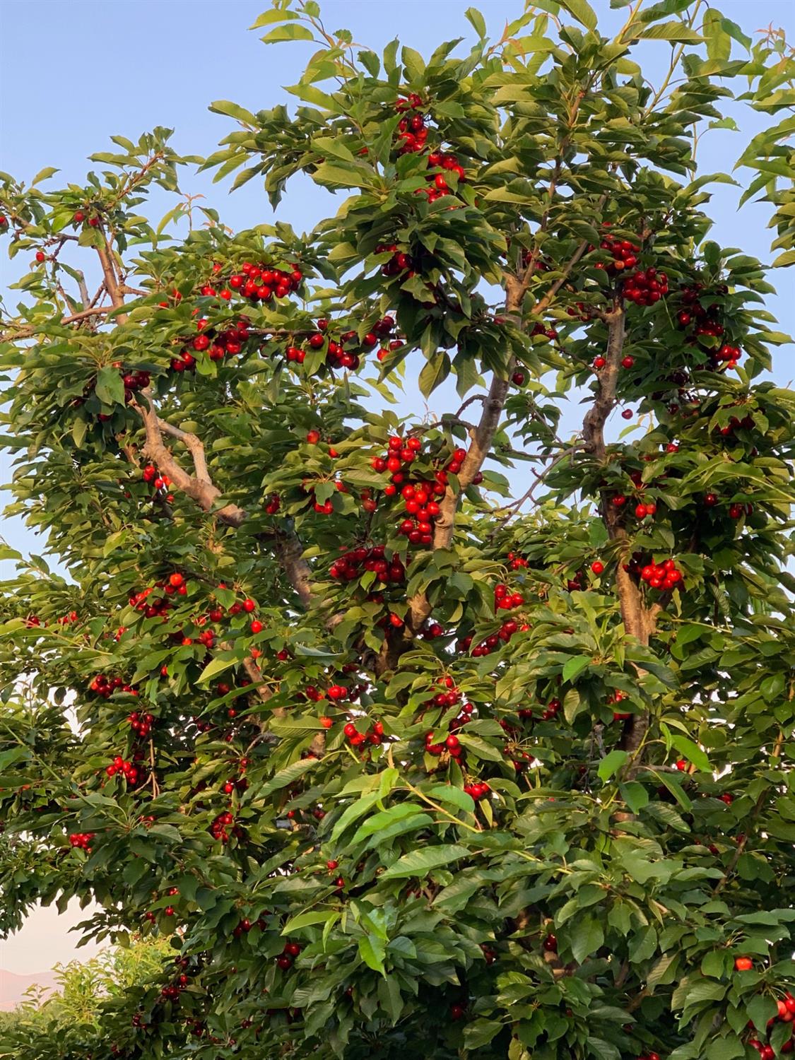 1099 Lemon Ave, Patterson, CA 95363