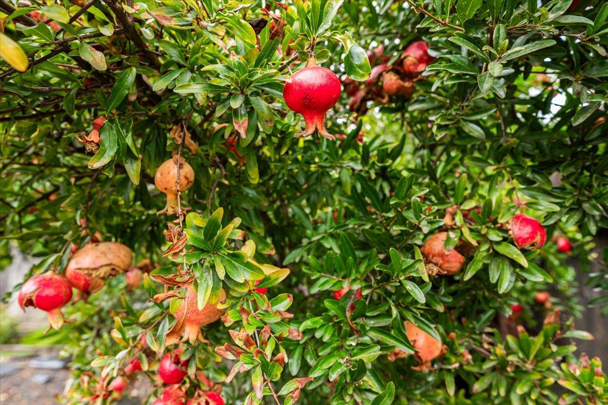 1109 Ulrich Ave, Modesto, CA 95350