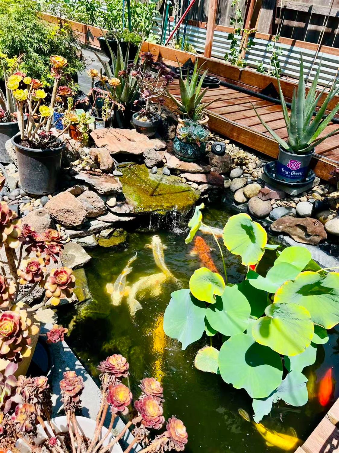 1059 Harvest Mill Dr, Manteca, CA 95336