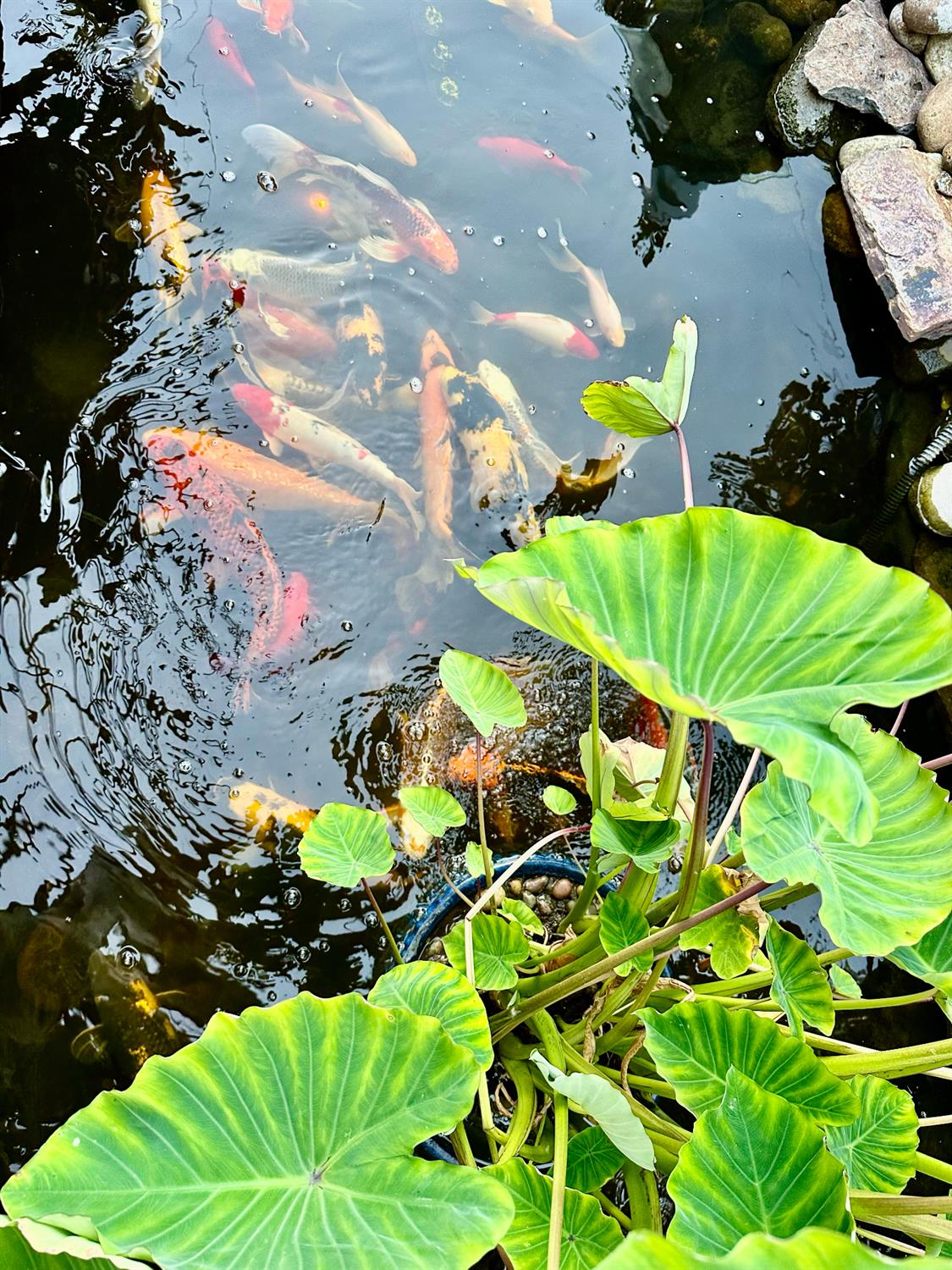 1059 Harvest Mill Dr, Manteca, CA 95336