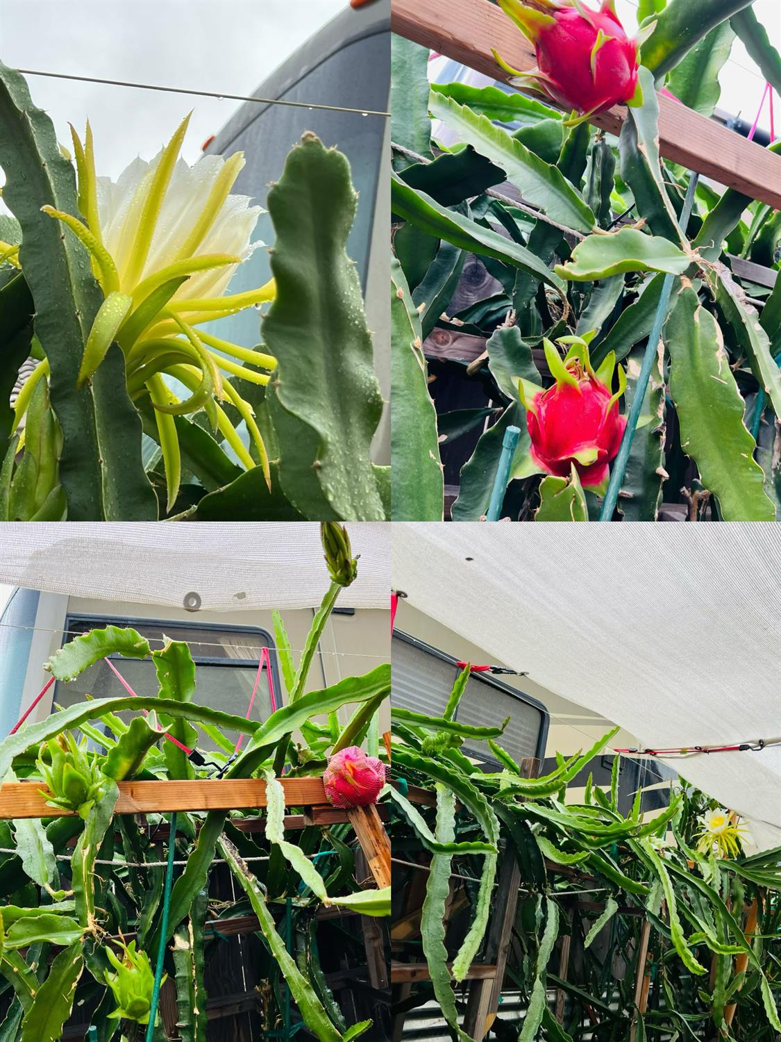 1059 Harvest Mill Dr, Manteca, CA 95336