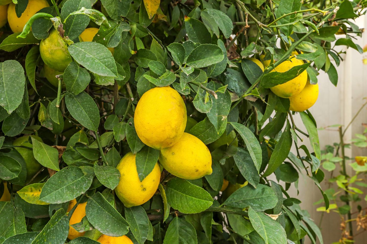 1709 Fox Trot Way, Manteca, CA 95336