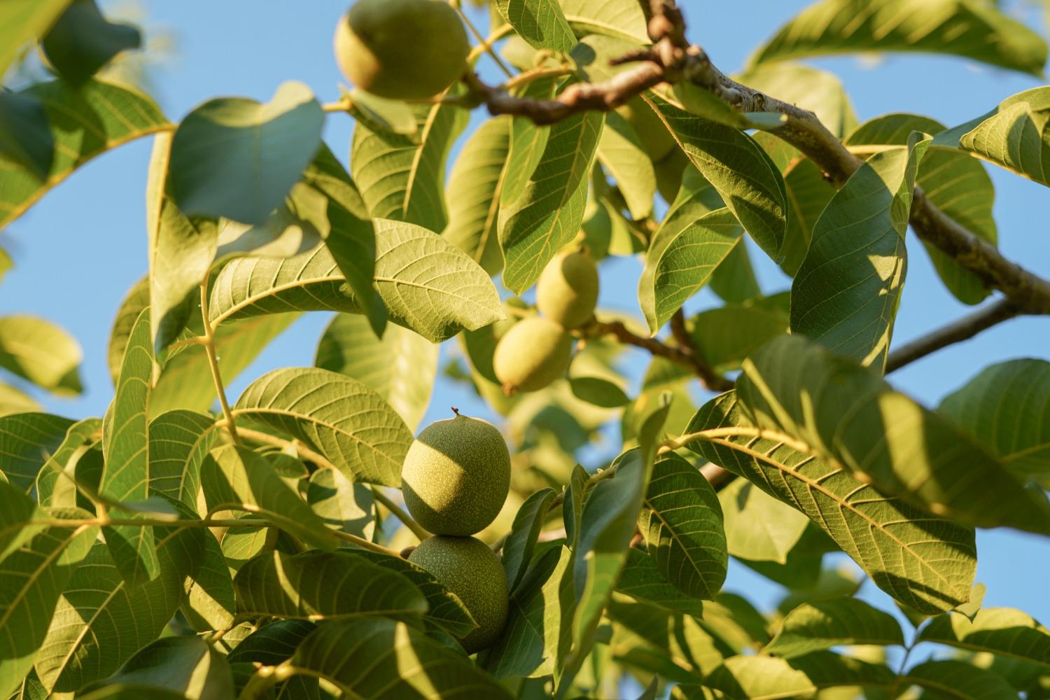 1192 E Gerard Ave, Merced, CA 95341