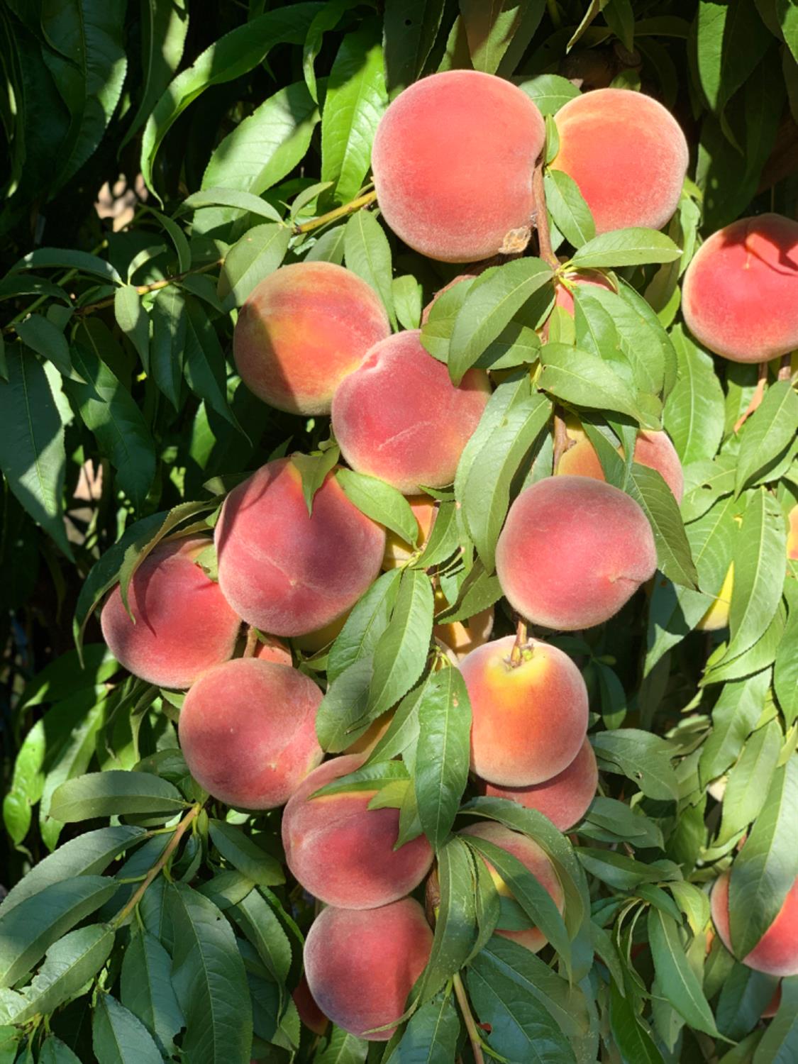 0 Tanaka, Livingston, CA 95334