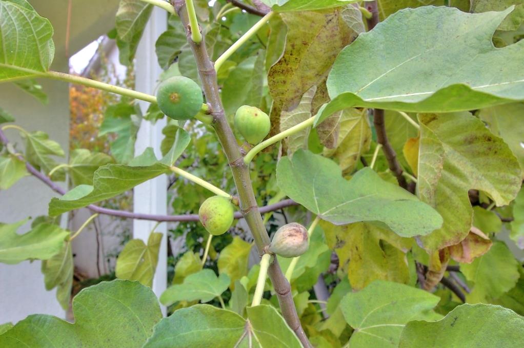 130 Little Johns Creek Dr, Oakdale, CA 95361