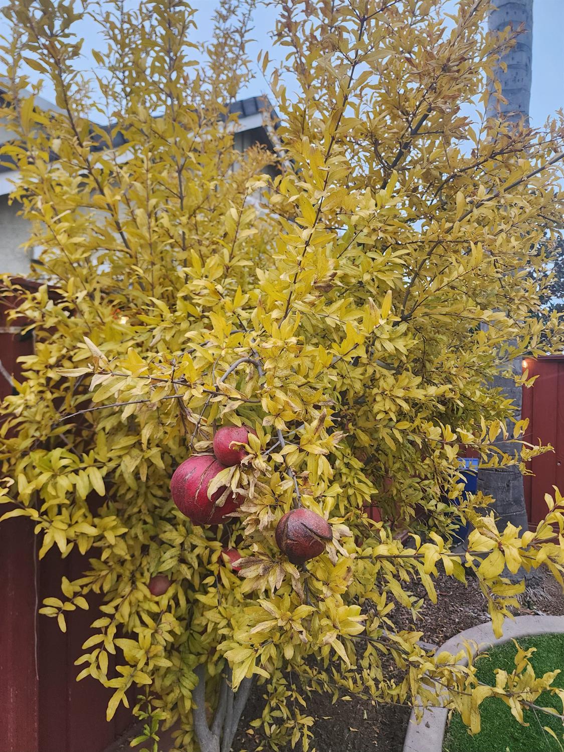 2500 Cottage Pointe Dr, Riverbank, CA 95367