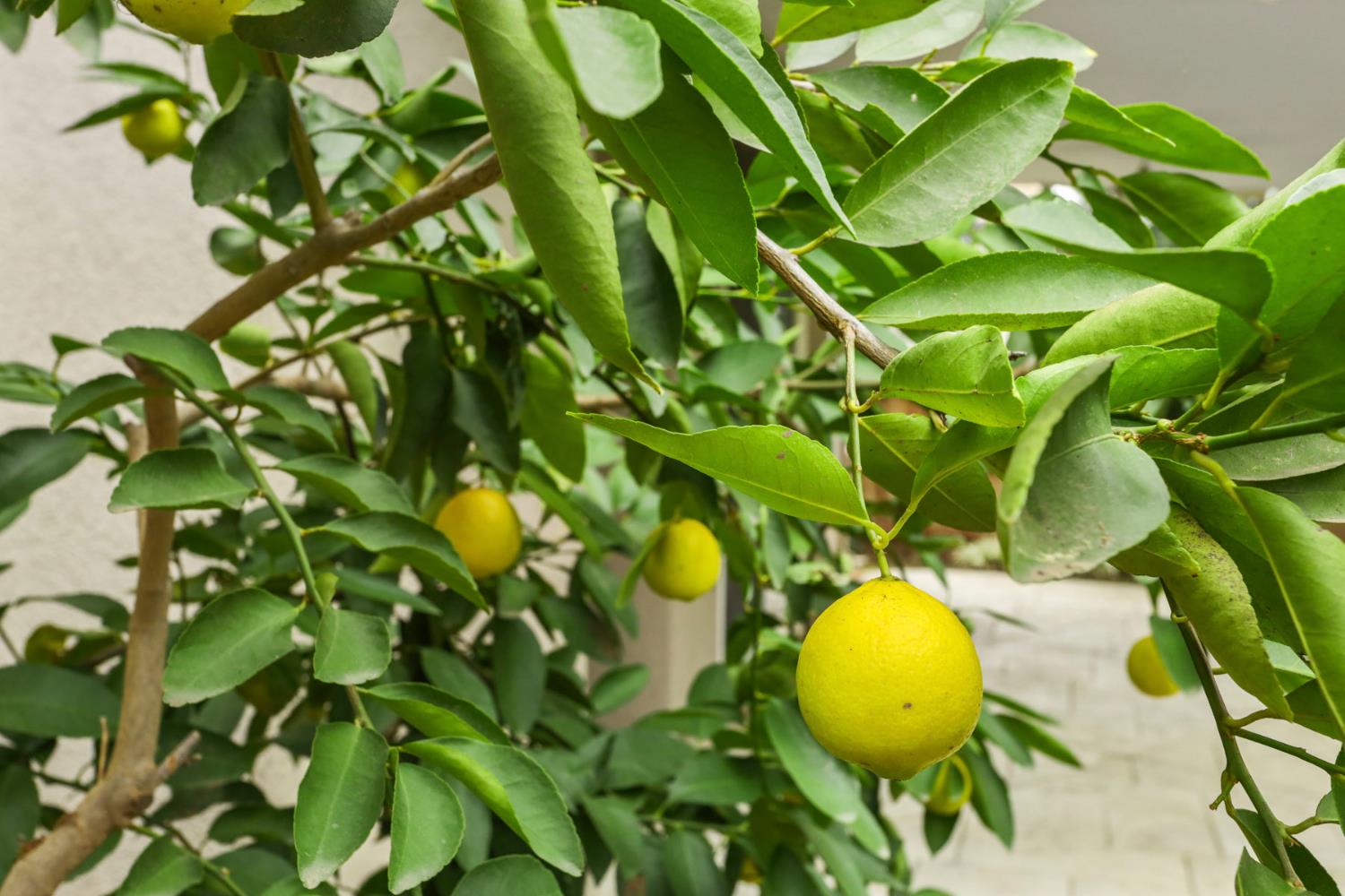 4305 Lourmarin Ln, Modesto, CA 95356