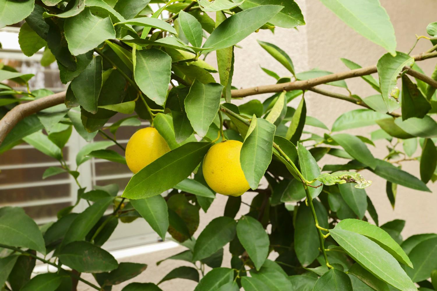 4305 Lourmarin Ln, Modesto, CA 95356