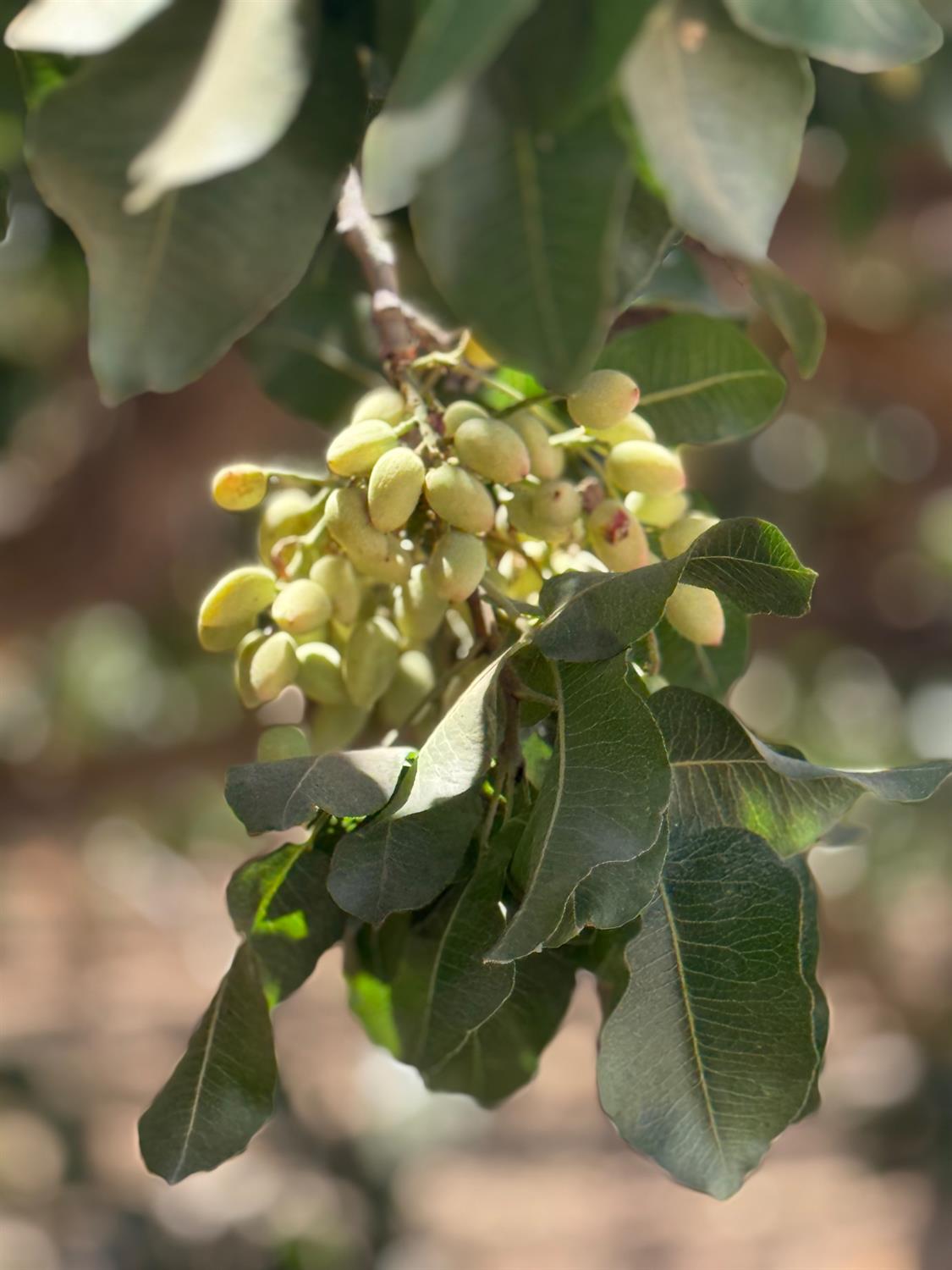 0 Ave 24 & Rd 208, Terra Bella, CA 93270