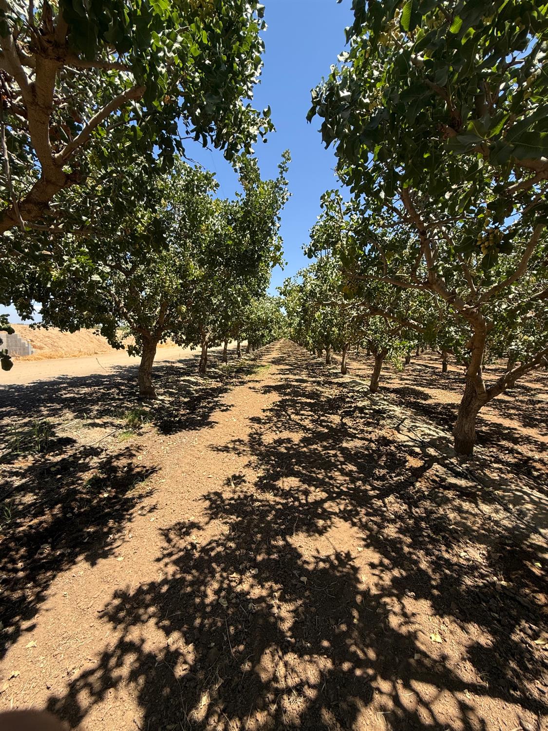 0 Ave 24 & Rd 208, Terra Bella, CA 93270