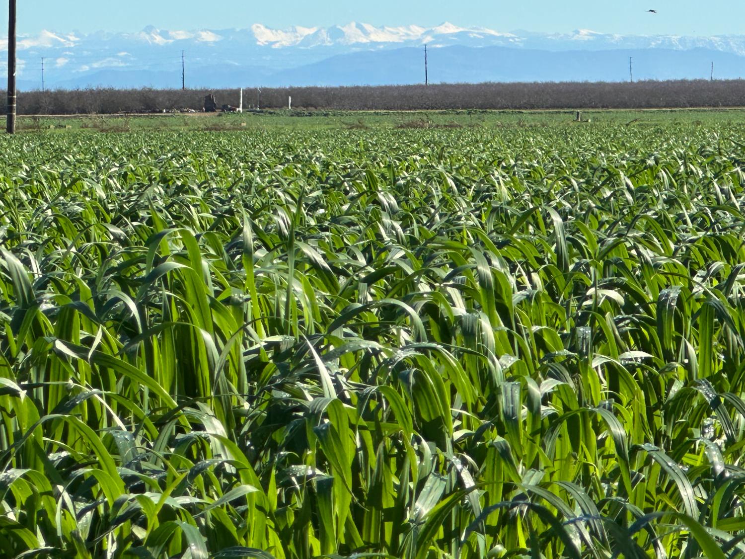 13085 N Vincent Rd, Turlock, CA 95380