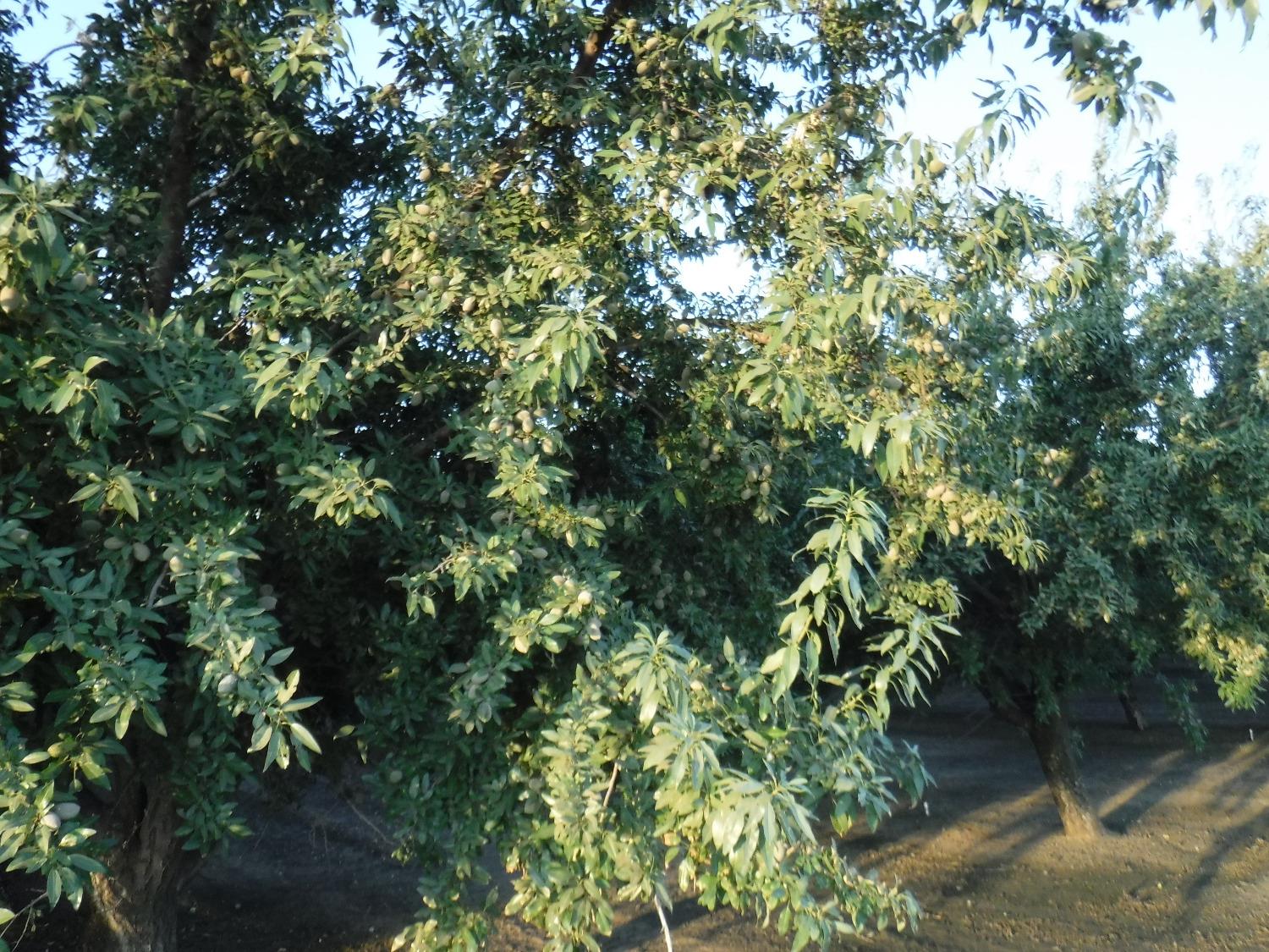 18401 Davis Rd, Patterson, CA 95363