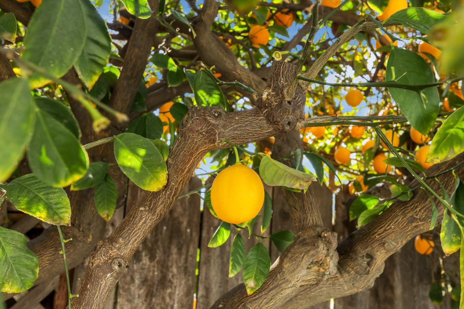 1921 Sherwood Ave, Modesto, CA 95350