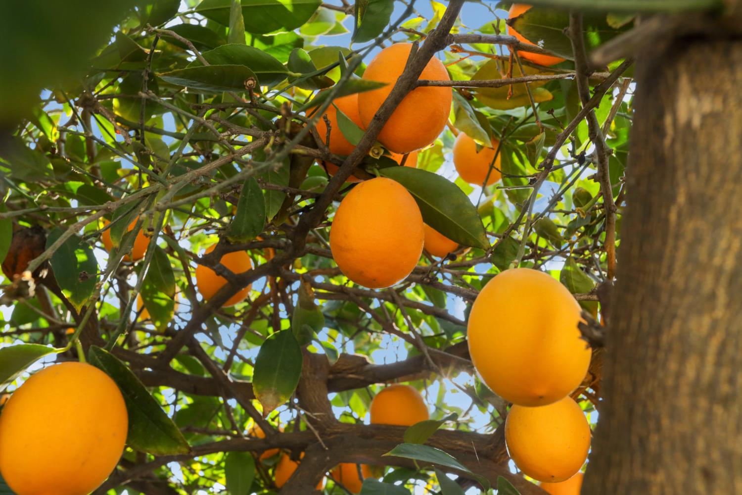 1921 Sherwood Ave, Modesto, CA 95350