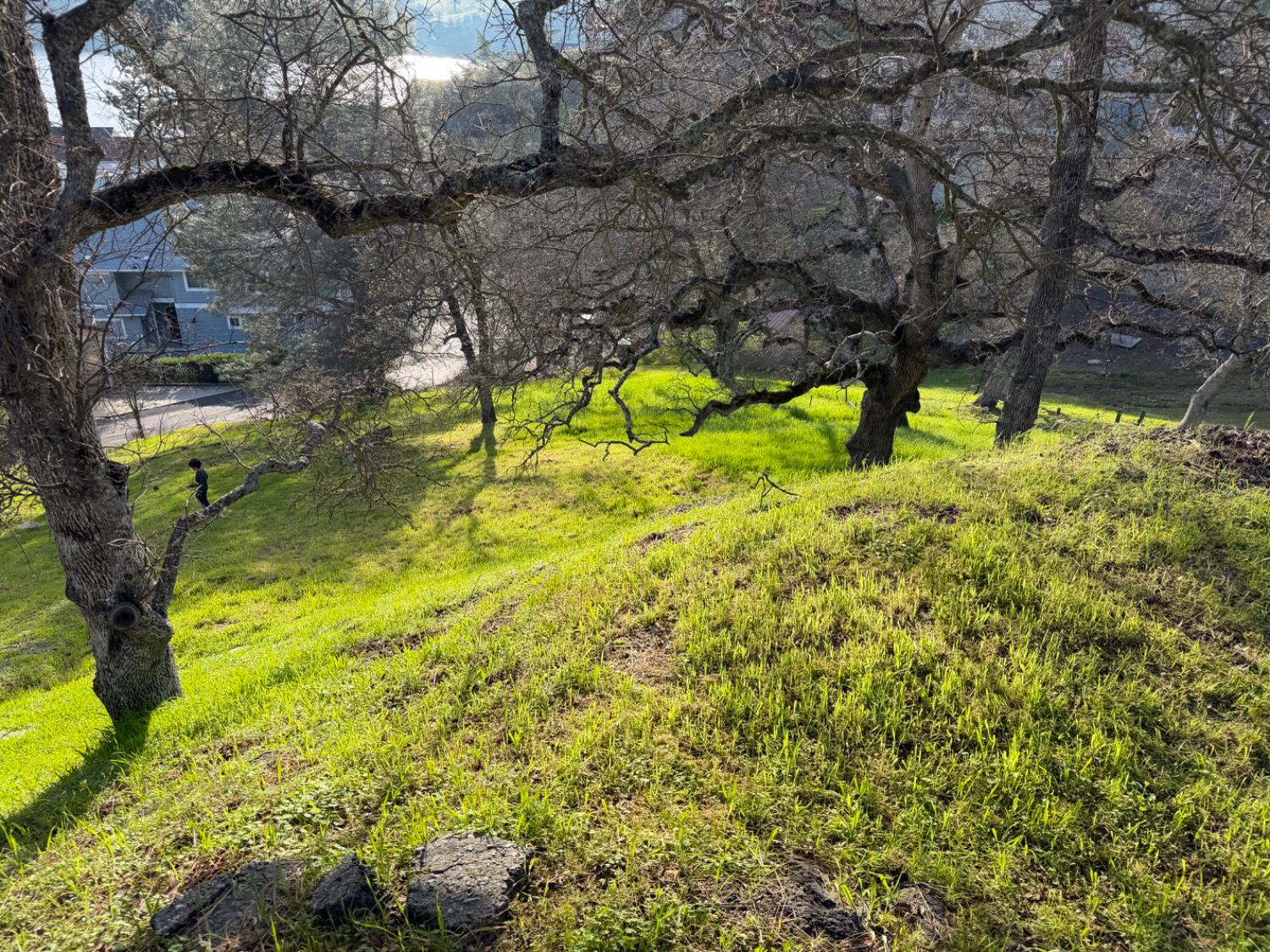 257 Thomson Ln, Copperopolis, CA 95228