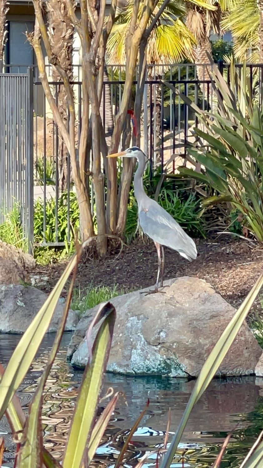 1040 Copper Park Ln, Modesto, CA 95355