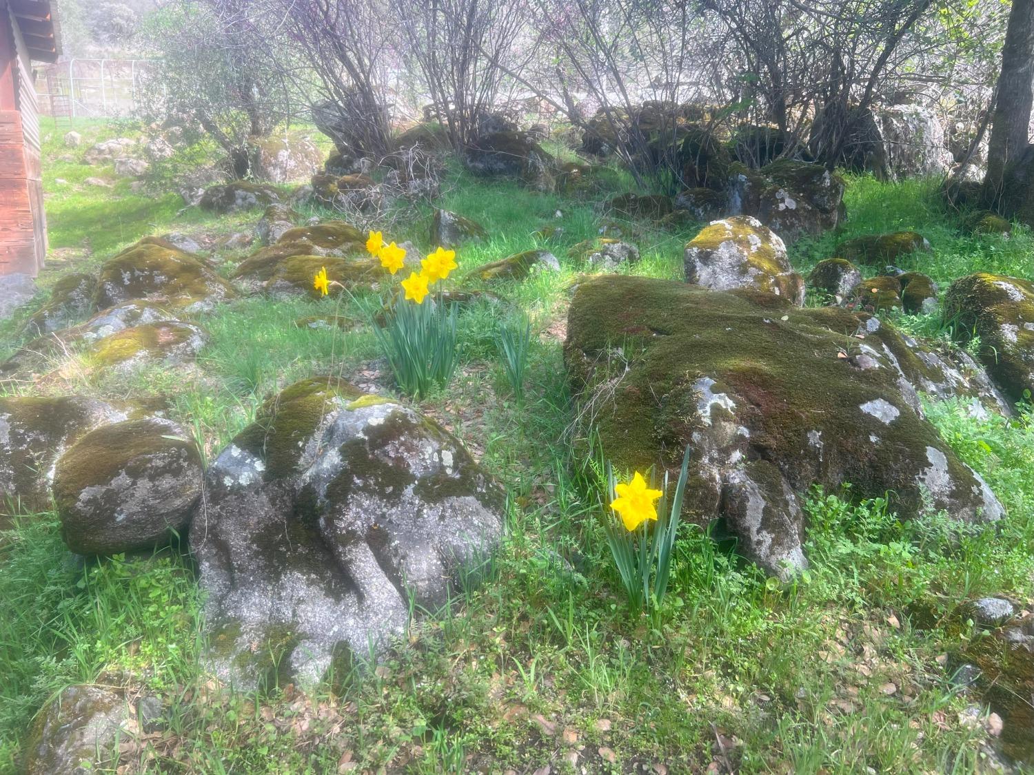 140040 Vincent Fire Road, Tollhouse, CA 93667