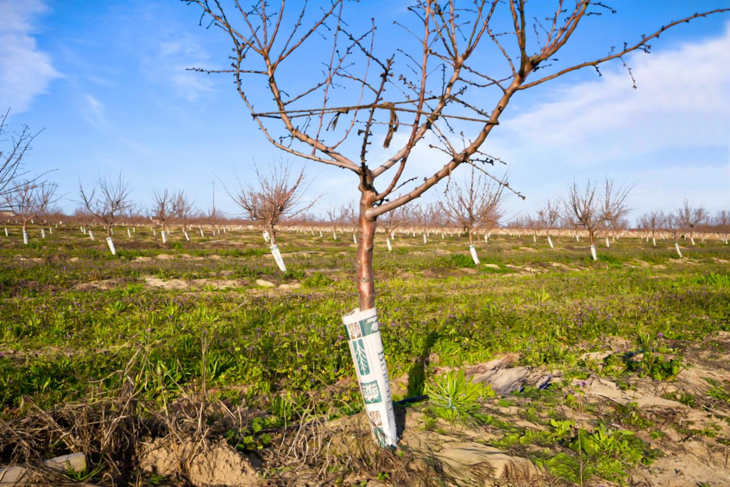 14926 Peach Ave, Livingston, CA 95334