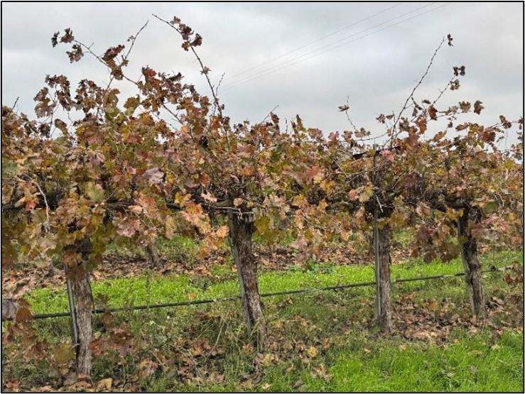 20303 Road 4, Chowchilla, CA 93610