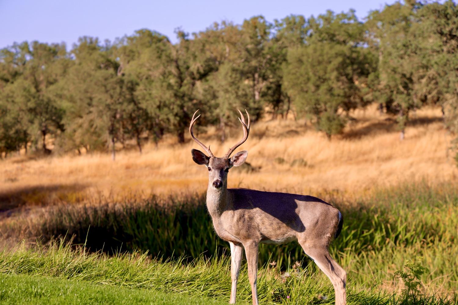 191 Quail Creek Ter, Copperopolis, CA 95228