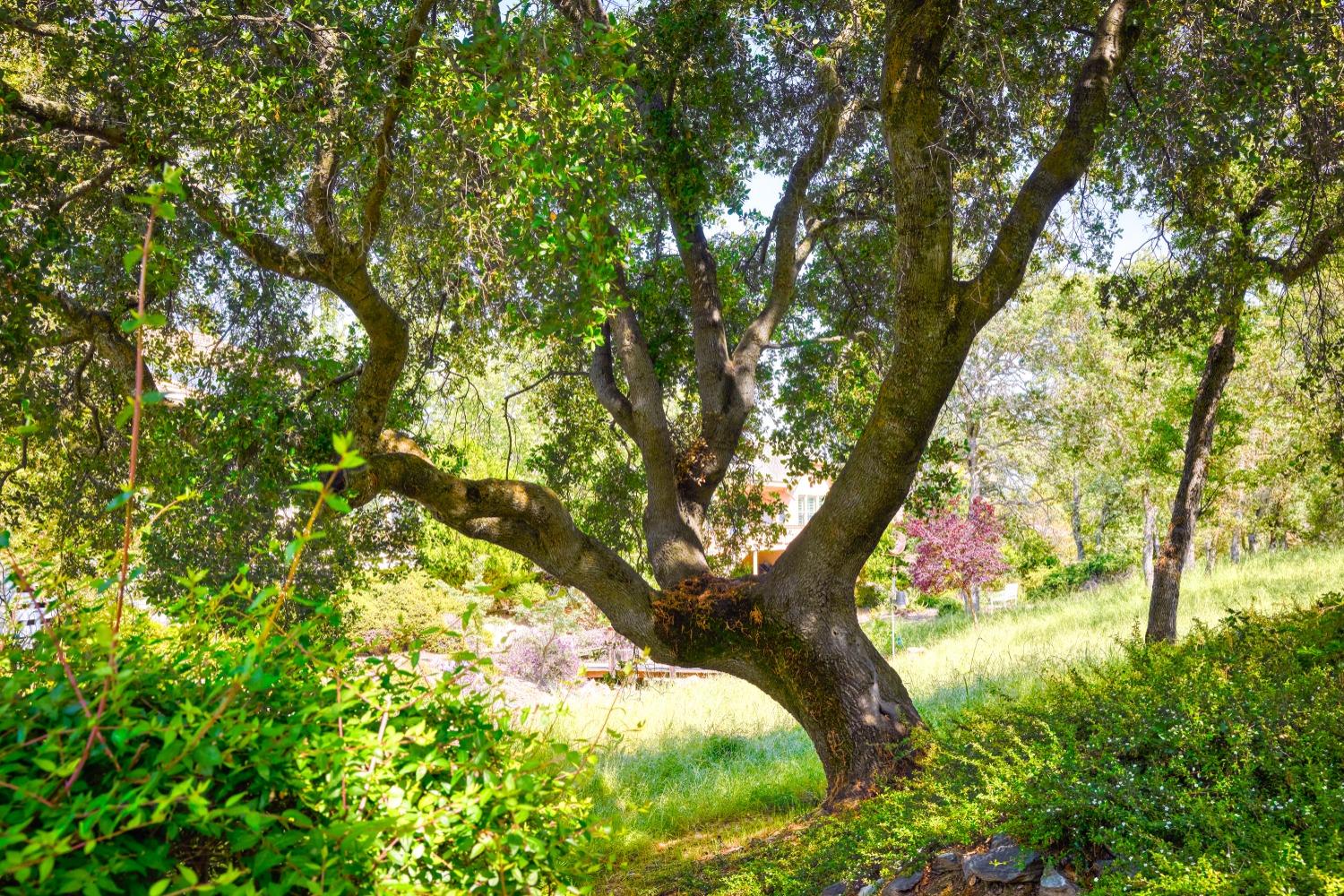 50 Knolls Ct, Copperopolis, CA 95228