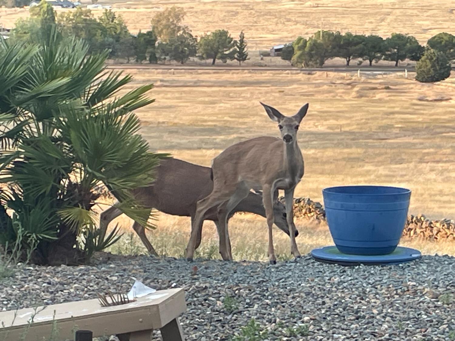 9556 Banderilla Dr, La Grange, CA 95329