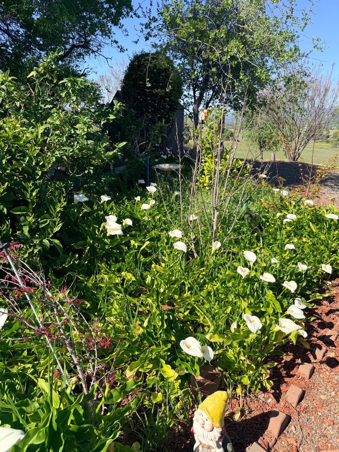 9556 Banderilla Dr, La Grange, CA 95329