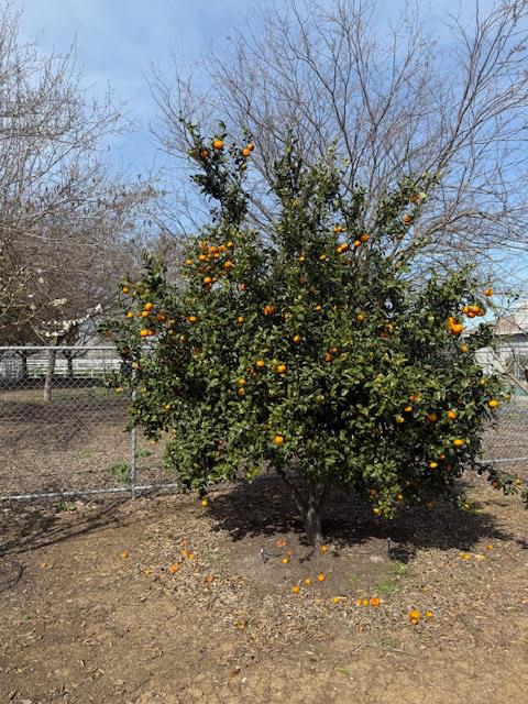 18413 Sycamore Ave, Patterson, CA 95363