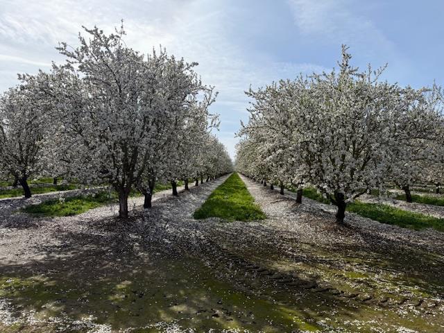 18413 Sycamore Ave, Patterson, CA 95363