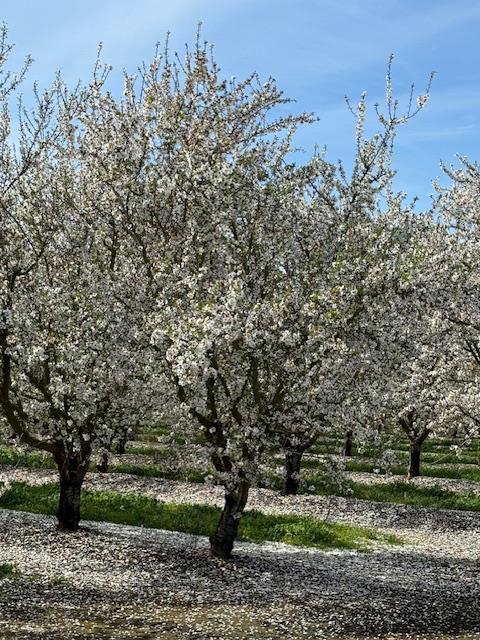 18413 Sycamore Ave, Patterson, CA 95363