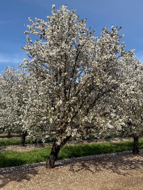 18413 Sycamore Ave, Patterson, CA 95363